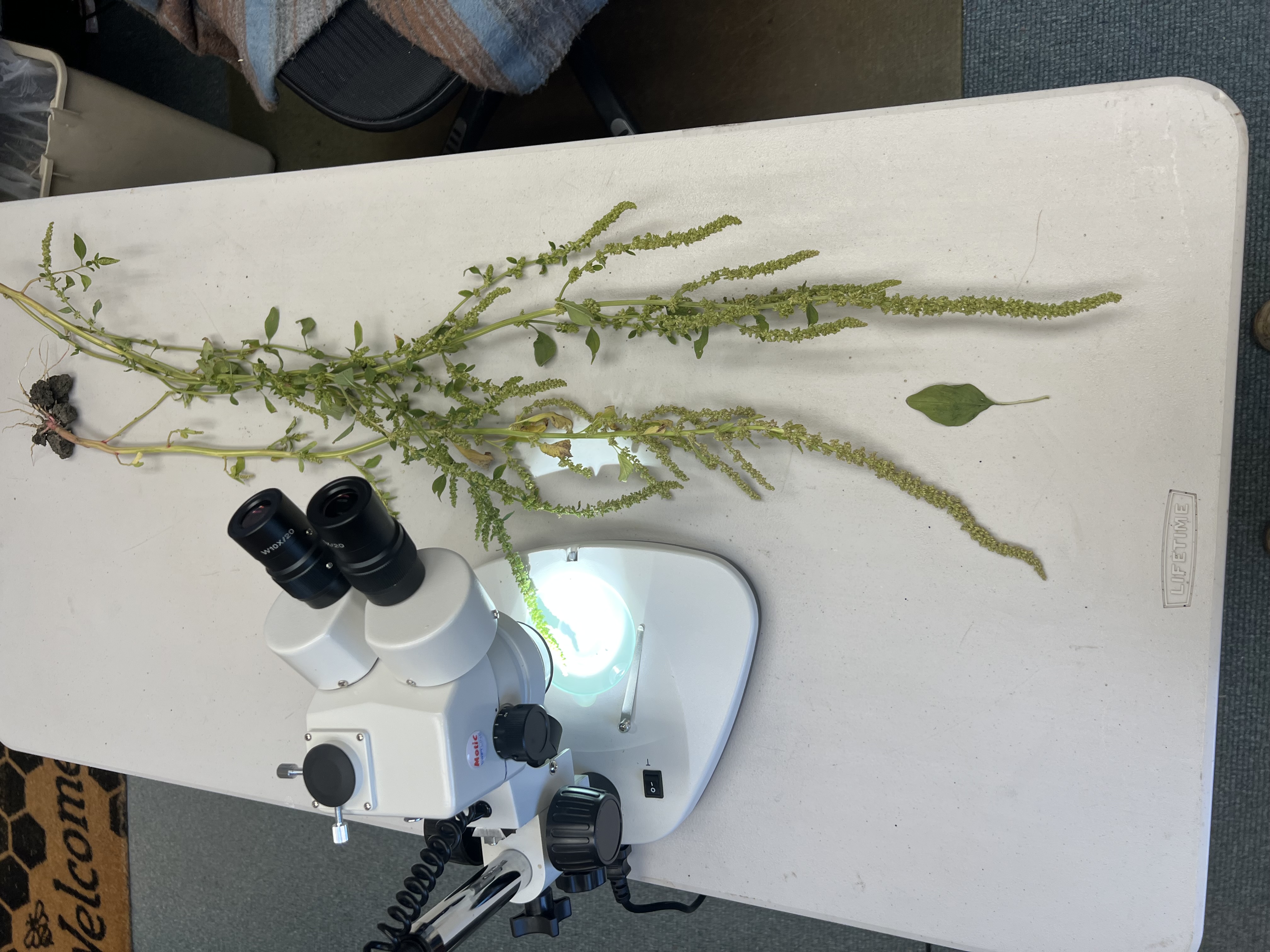 Waterhemp plants found in fields in Valley County